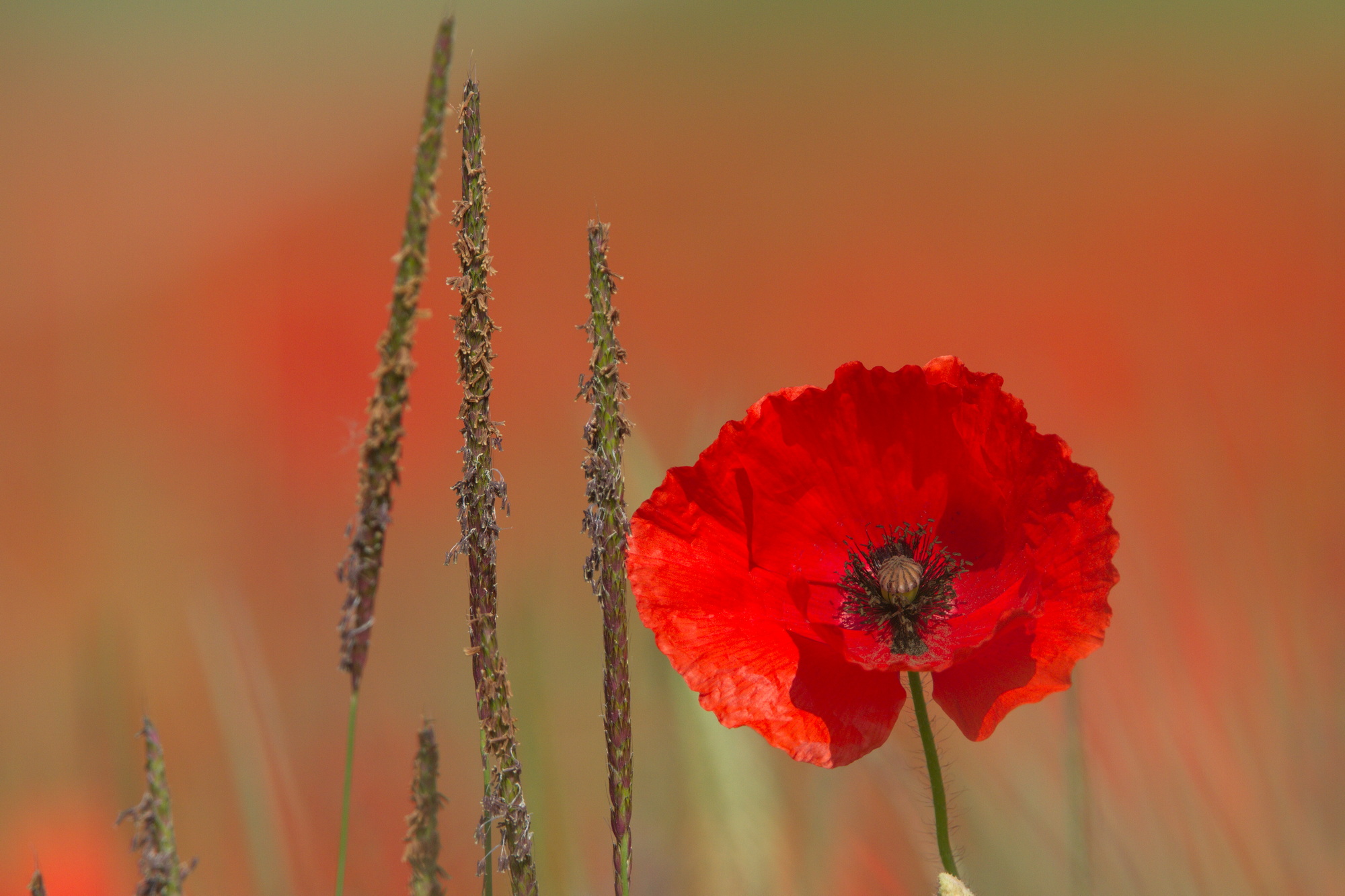 Améliorer les bases de vie et la biodiversité